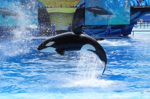 Sea World in Orlando, FL