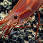 shrimp_radioactive