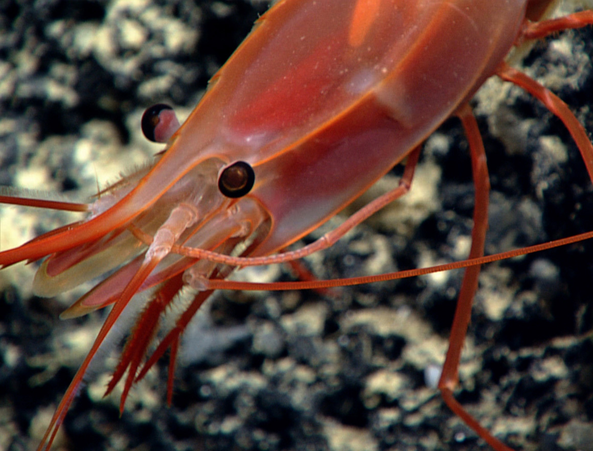 shrimp_radioactive