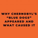 Why Chernobyls Blue Dogs Appeared and What Caused It